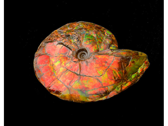 Very Large Iridescent Ammonite
