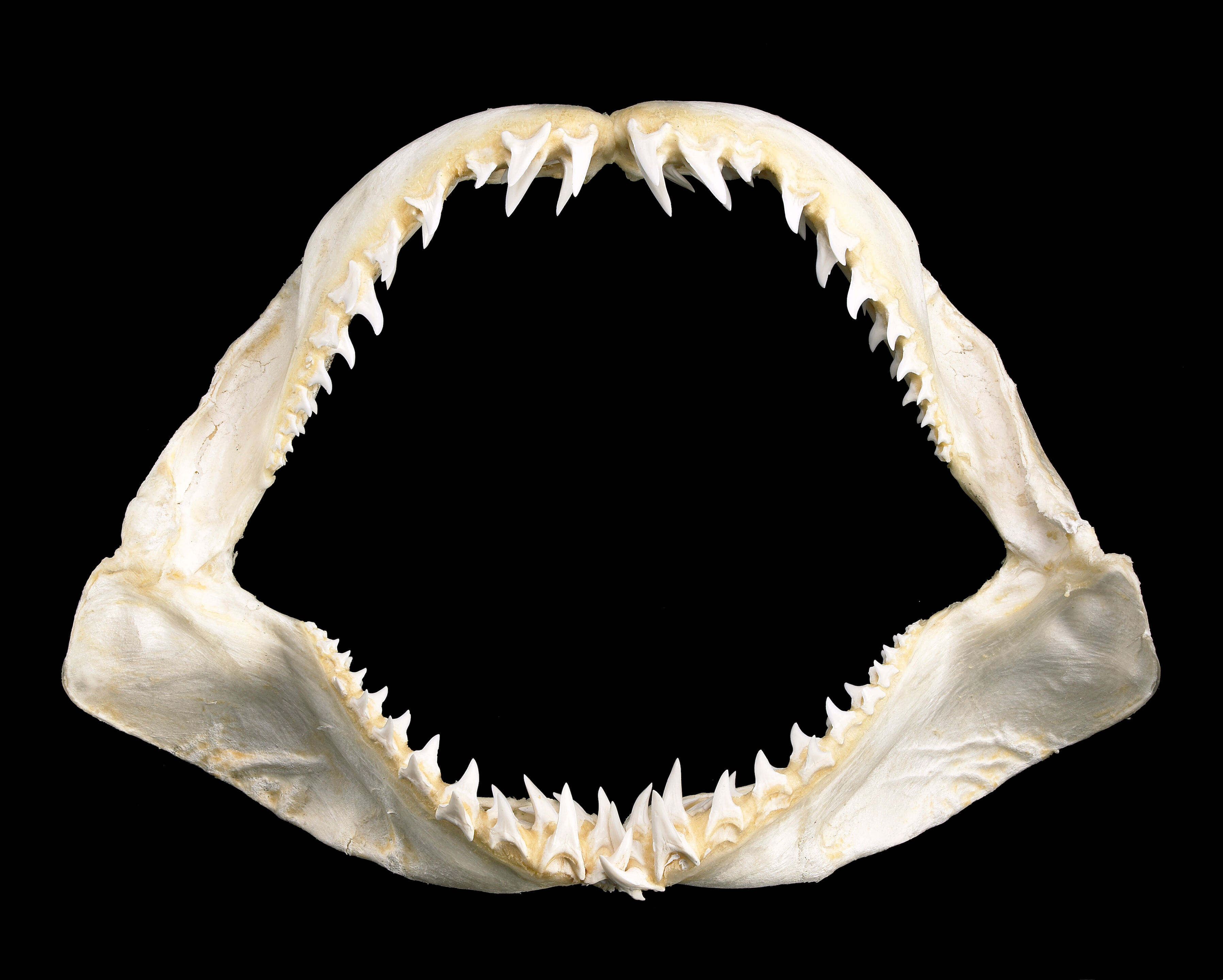 Возвращение Гиганта: Мегалодон - Самая Большая Акула в Мире НЕФИЛОСОФ Дзен