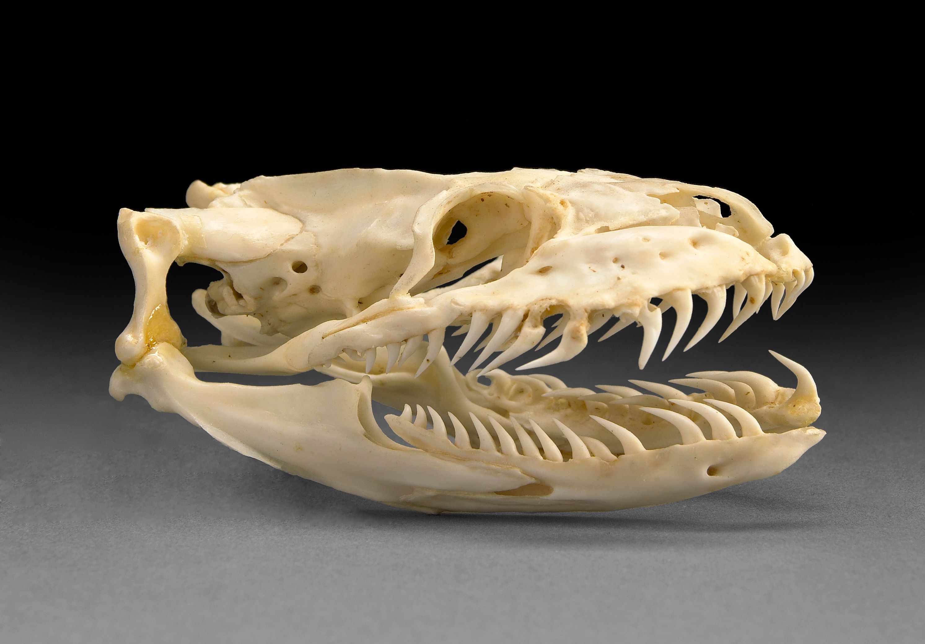 Large Reticulated Python Skull