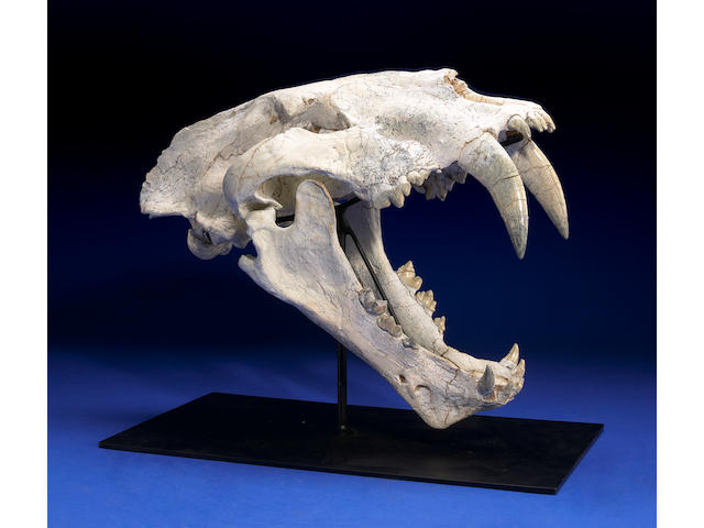 Unsurpassed Cat Skull from the King of all Sabertooths