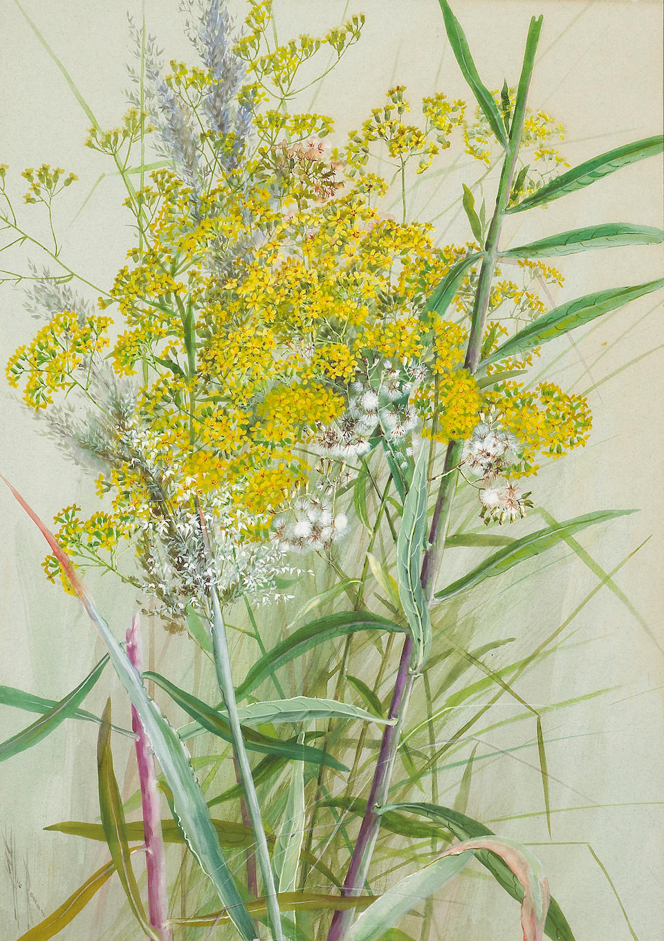 Marian Ellis Rowan (Australian, 1848-1922) Clammy Locust; Sunflower Daisy; Golden rod and grasses; Flowering Plum (a group of four) first, sight 21 x 14 1/2in (53 x 37cm); second, third and fourth, sight 20 1/4 x 14 1/4in (51 x 36.5cm)