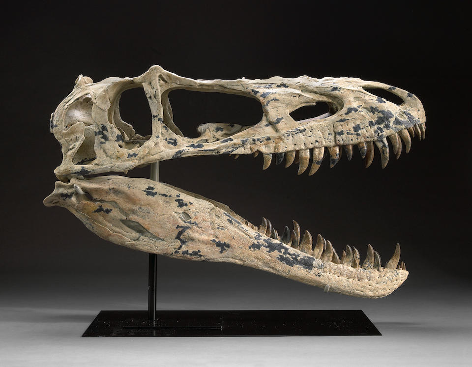 Rare Tyrannosaurid Skull - Tyrant Lizard from the Age of Dinosaurs