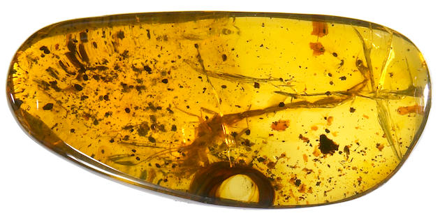 Rare Adult Scorpion in Amber