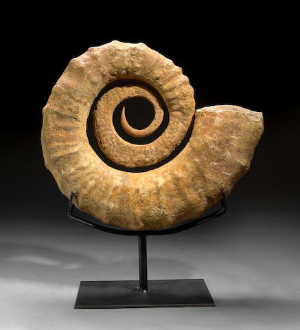 Coiled Ammonite
