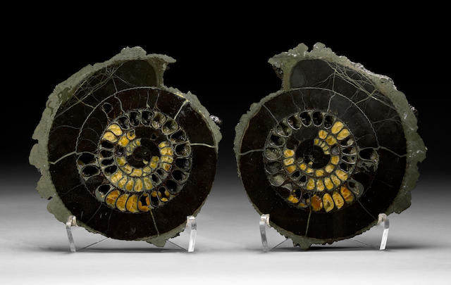 Pyritized and Crystallized Ammonite Pair