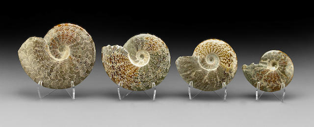 Group of Four Cleonoceras Ammonites