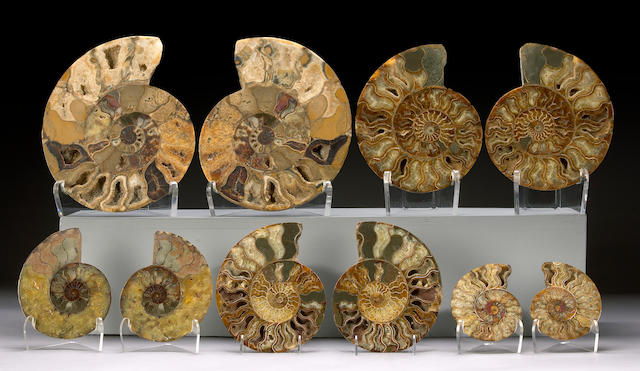 Collection of Five Ammonite Pairs