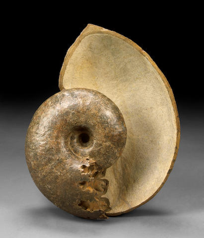 Robust Ammonite with Open Chamber