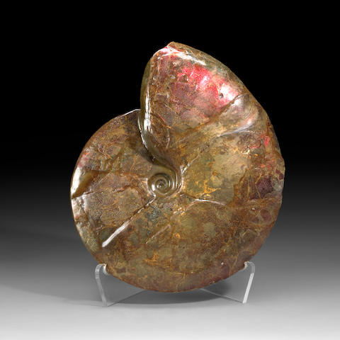 Large Opalescent Ammonite