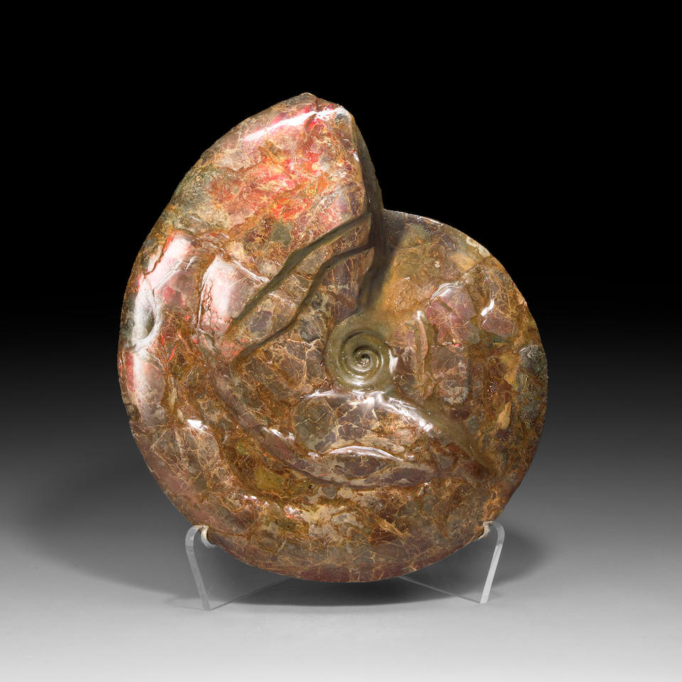 Large Opalescent Ammonite