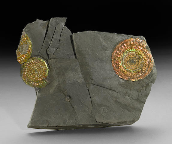Multiple Iridescent Ammonite Plate