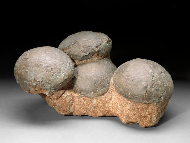 Superb Clutch of Dinosaur Eggs from a Distinguished Private Collection