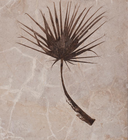 Framed Fossil Palm