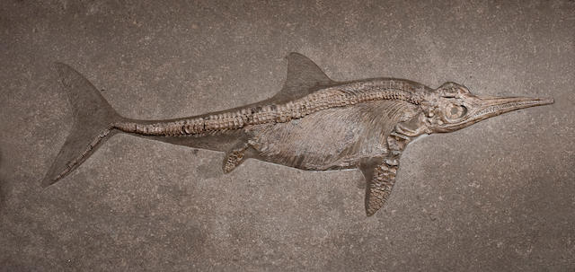 Large Jurassic Ichthyosaur