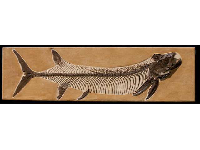 Kansas King Fish - Formidable Fossil Fish from Kansas