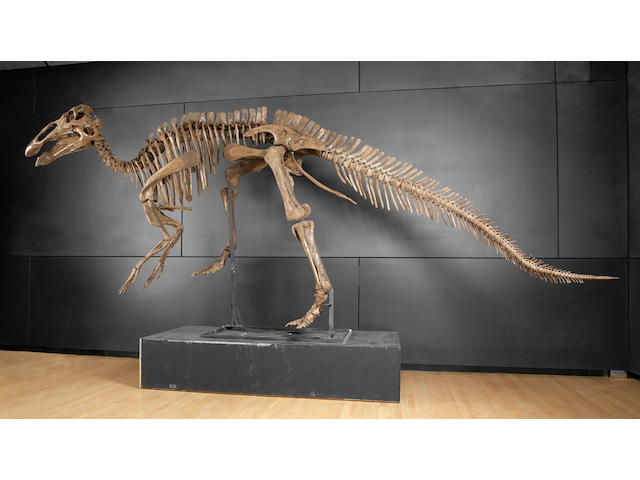 Duck-billed Dinosaur &#8211; Virtually Complete Mounted Skeleton
