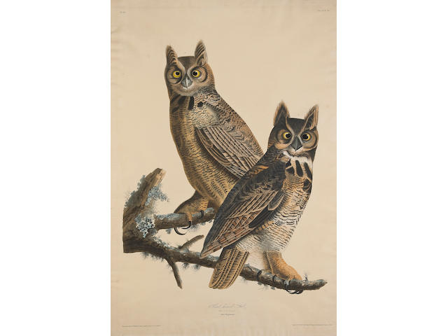 John James Audubon (American, 1785-1851); Great Horned-Owl. Strix Virginiana. (Pl. 61);