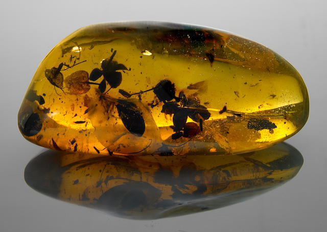 Exceptional Amber Specimen with Botanical Inclusions