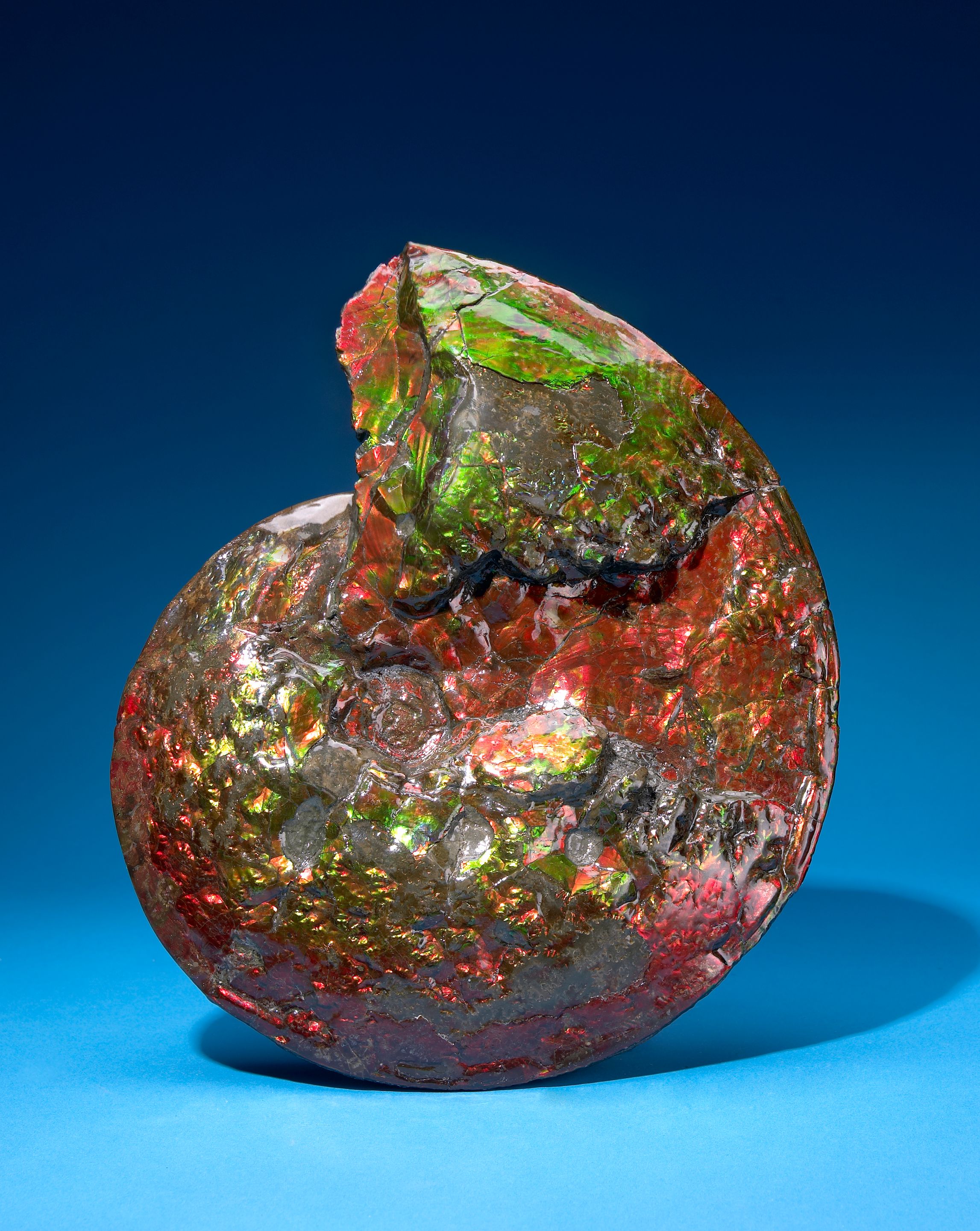Iridescent Ammonite