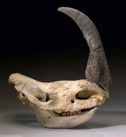 Bonhams Prehistoric Woolly Rhinoceros Skull