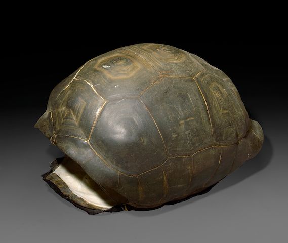 Bonhams Aldabra Giant Tortoise Shell