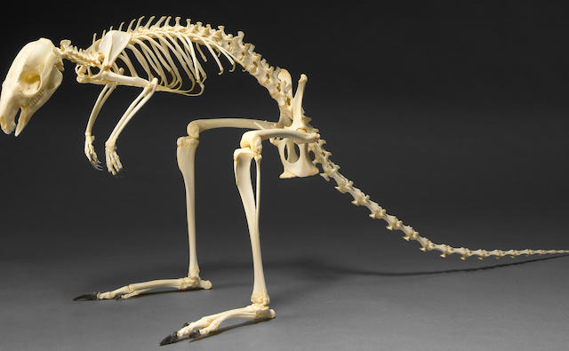 Wallaby Skeleton