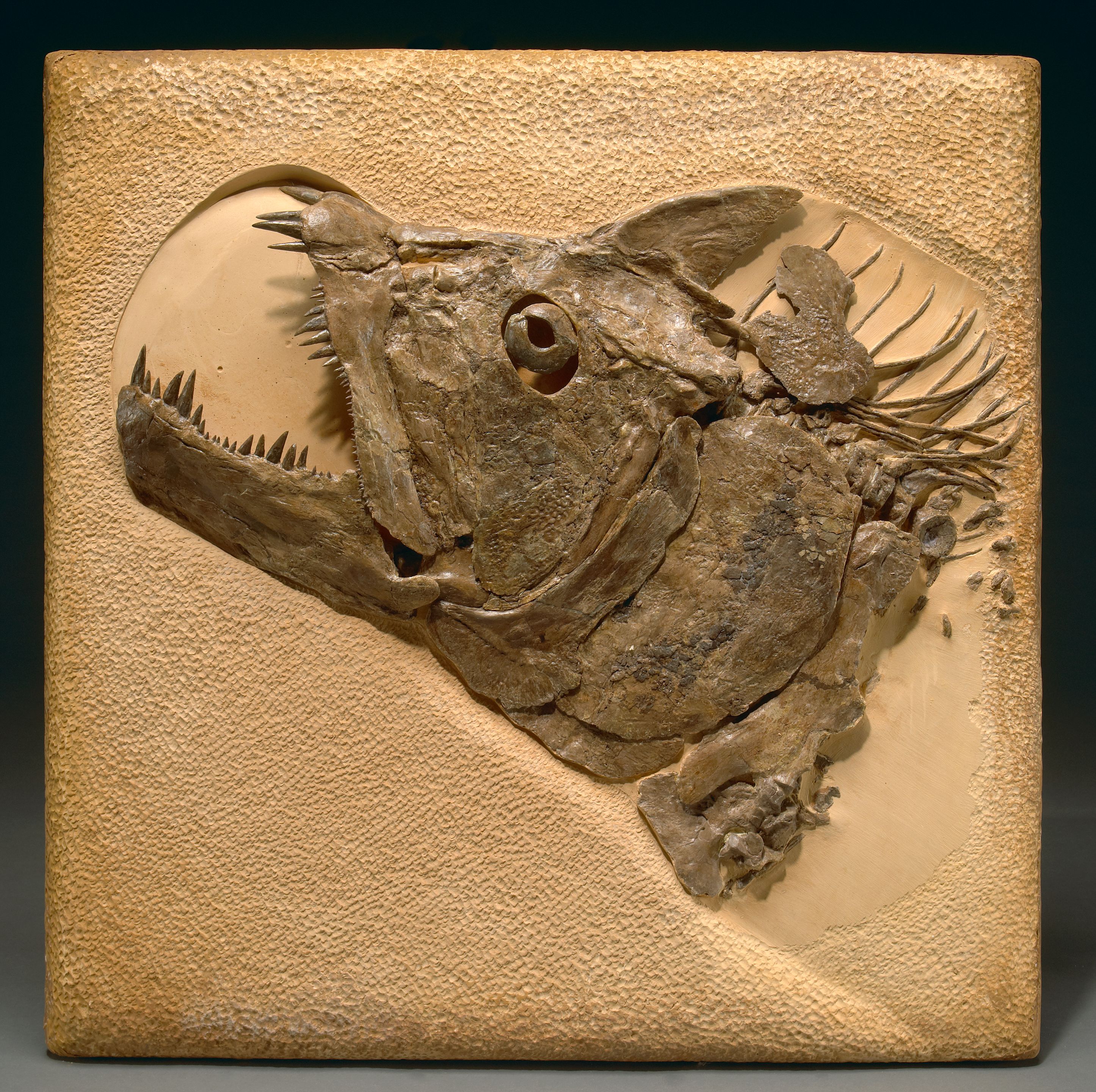 Giant Predatory Fish