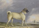 Thumbnail of Henry Bernard Chalon (British, 1770-1849) A favourite Pug bitch; A Pug dog, a pair (2) image 1