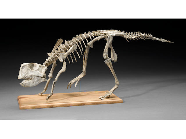Ceratopsian Dinosaur &#8211; Mounted Skeleton