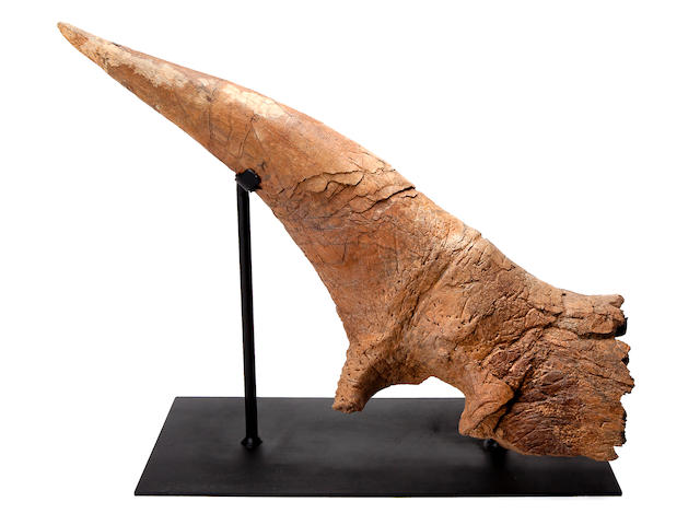 Exceptional, Large Triceratops Brow Horn
