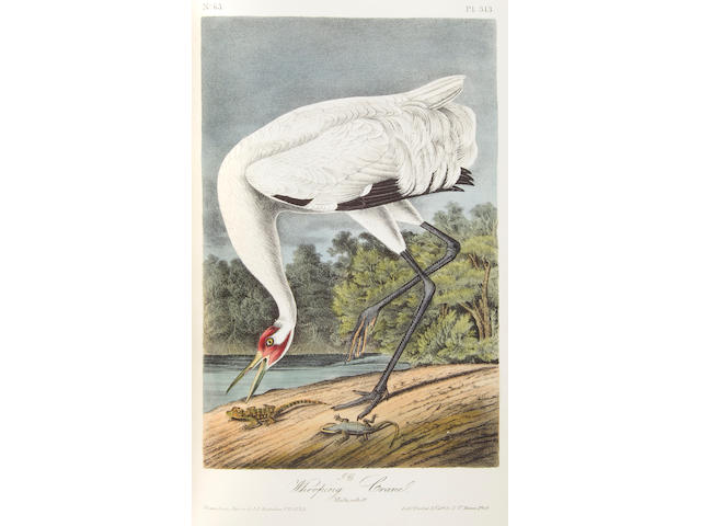 AUDUBON, JOHN JAMES. 1785-1851. The Birds of America, from Drawings Made in the United States and Their Territories. New York: J.J. Audubon / Philadelphia: J.B. Chevalier, 1840-44.