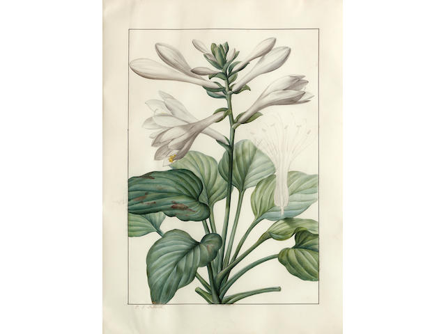 Pierre Joseph Redout&#233;  (French, 1759-1840) Liliaceae: Hemerocallis japonica 19 x 13 1/2in (48.3 x 34.3cm)
