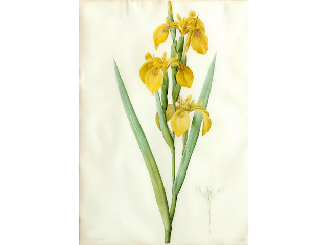Pierre Joseph Redout&#233;  (French, 1759-1840) Liliaceae: Iris pseudocorus 18 3/4 x 13 1/4in (47.6 x 33.6cm)