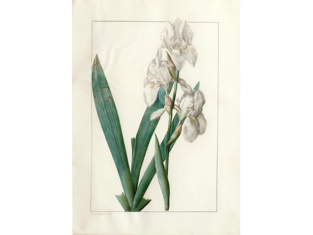 Pierre Joseph Redout&#233;  (French, 1759-1840) Liliaceae: Iris florentina 19 x 13 1/2in (48.2 x 34.3cm)