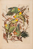 Thumbnail of AUDUBON, JOHN JAMES. 1785-1851. The Birds of America, from Original Drawings by John James Audubon.... New York Roe Lockwood & Son, 1858-1860. image 14