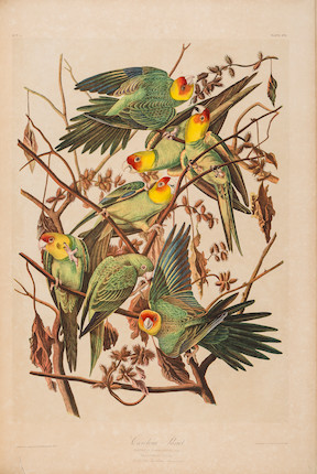 AUDUBON, JOHN JAMES. 1785-1851. The Birds of America, from Original Drawings by John James Audubon.... New York Roe Lockwood & Son, 1858-1860. image 14