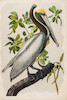 Thumbnail of AUDUBON, JOHN JAMES. 1785-1851. The Birds of America, from Original Drawings by John James Audubon.... New York Roe Lockwood & Son, 1858-1860. image 4