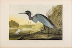 Thumbnail of AUDUBON, JOHN JAMES. 1785-1851. The Birds of America, from Original Drawings by John James Audubon.... New York Roe Lockwood & Son, 1858-1860. image 2