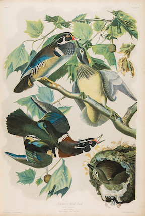 AUDUBON, JOHN JAMES. 1785-1851. The Birds of America, from Original Drawings by John James Audubon.... New York Roe Lockwood & Son, 1858-1860. image 1