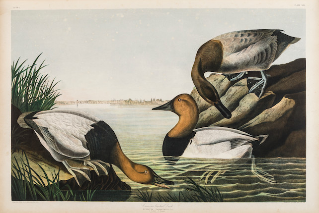 AUDUBON, JOHN JAMES. 1785-1851. The Birds of America, from Original Drawings by John James Audubon.... New York Roe Lockwood & Son, 1858-1860. image 12