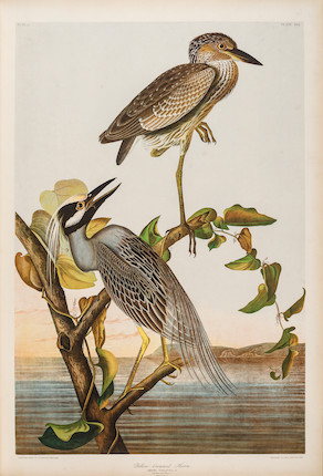 AUDUBON, JOHN JAMES. 1785-1851. The Birds of America, from Original Drawings by John James Audubon.... New York Roe Lockwood & Son, 1858-1860. image 11