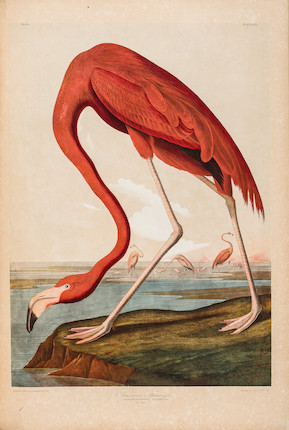 AUDUBON, JOHN JAMES. 1785-1851. The Birds of America, from Original Drawings by John James Audubon.... New York Roe Lockwood & Son, 1858-1860. image 9