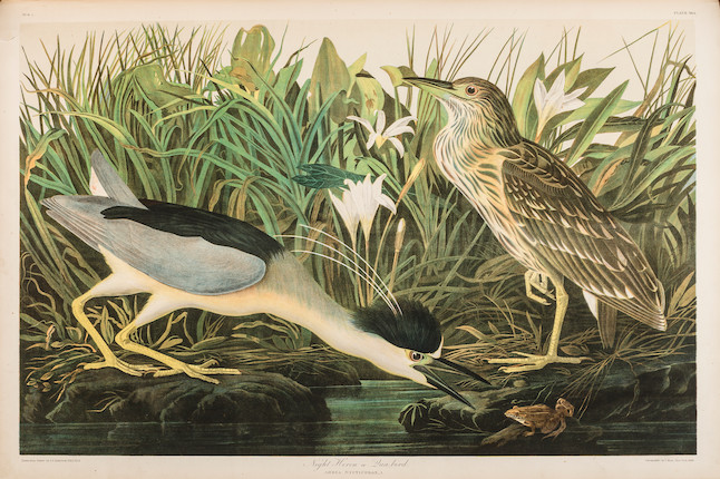 AUDUBON, JOHN JAMES. 1785-1851. The Birds of America, from Original Drawings by John James Audubon.... New York Roe Lockwood & Son, 1858-1860. image 8