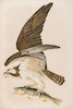 Thumbnail of AUDUBON, JOHN JAMES. 1785-1851. The Birds of America, from Original Drawings by John James Audubon.... New York Roe Lockwood & Son, 1858-1860. image 7