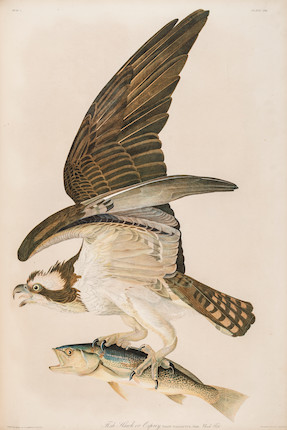 AUDUBON, JOHN JAMES. 1785-1851. The Birds of America, from Original Drawings by John James Audubon.... New York Roe Lockwood & Son, 1858-1860. image 7