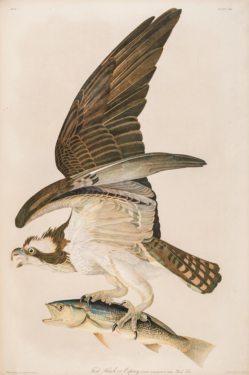 Bonhams : AUDUBON, JOHN JAMES. 1785-1851. The Birds of America, from ...