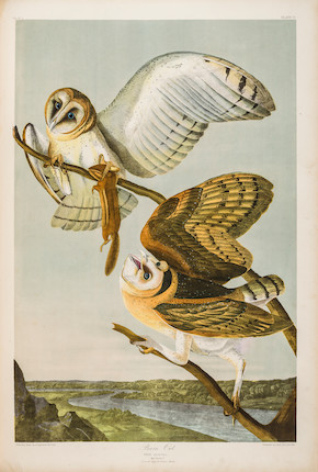 AUDUBON, JOHN JAMES. 1785-1851. The Birds of America, from Original Drawings by John James Audubon.... New York Roe Lockwood & Son, 1858-1860. image 6