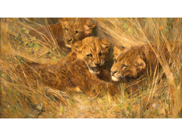 Arthur Wardle, RI (British, 1864-1949) Lion cubs 30 1/4 x 40 1/4in (76.8 x 102.2cm)