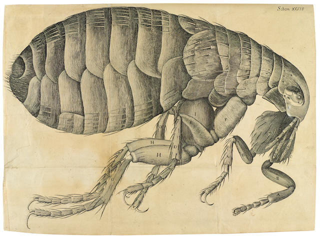 HOOKE, ROBERT. 1635-1703. Micrographia: or Some Physiological Descriptions of Minute Bodies Made with Magnifying Glasses with Observation and Inquiries thereupon. London: Printed by Jo. Martyn, and Ja. Allestry, 1665.