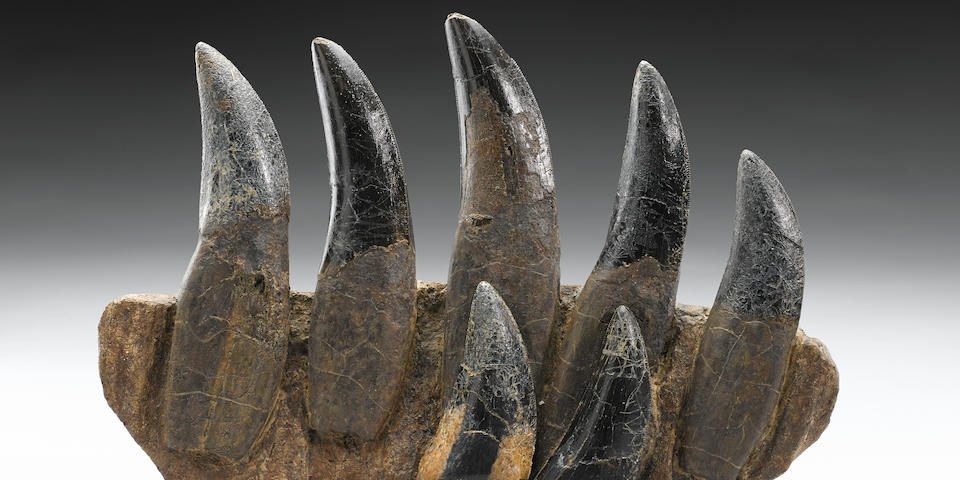 Superb Tyrannosaurus rex Maxilla with Seven Teeth &#8211; A Recent Discovery